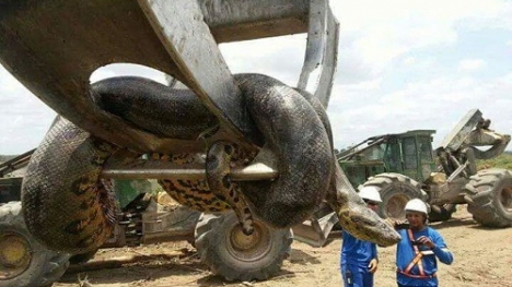 Video phát hiện con trăn 'khổng lồ' nặng nửa tấn sau vụ nổ