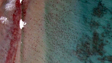 Video: Hàng nghìn cá mập di cư khiến vùng biển Florida đen kịt