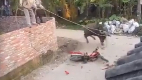 Trâu hung hãn tấn công người khi bị bắt làm thịt