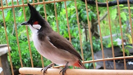 Trường hợp nào người trộm chim bị xử lý hình sự?