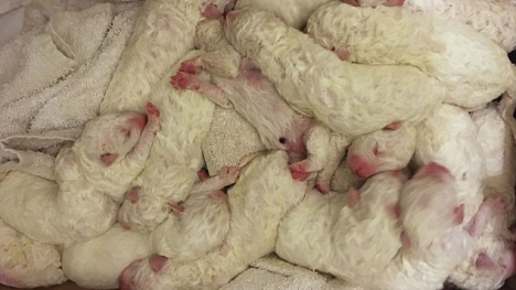 Chó chăn cừu lập kỷ lục sinh 17 con ở California