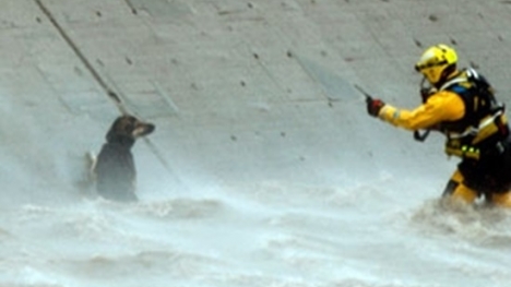 Người dân bất chấp nguy hiểm dùng trực thăng cứu chú chó bị rơi xuống sông