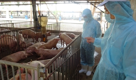 Sử dụng chất cấm trong chăn nuôi: Có thể bị tù chung thân