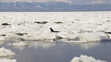 Video: Giải cứu 4 chú cá voi mắc kẹt trong băng