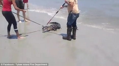 Mỹ: Bắt được cá sấu dài hơn 2m ở bãi tắm nổi tiếng 