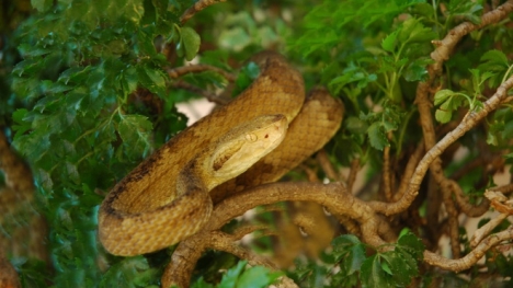 Khám phá bí mật Đảo Rắn , nơi 'tử thần ẩn náu' ở Brazil