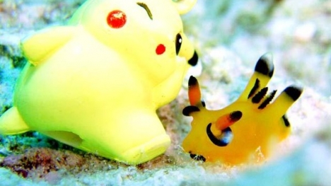 Sên biển giống hệt Pikachu khiến dân Nhật “phát cuồng”