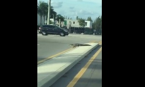 Video: Cá sấu nhởn nhơ trên đường phố Mỹ sau bão Matthew