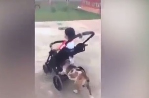 Video: Chú chó đẩy cậu chủ đi dạo mỗi buổi sáng