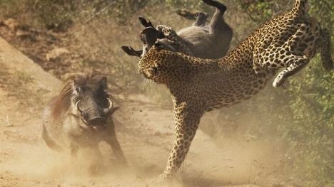 Lợn lòi mẹ điên cuồng tấn công đàn báo đốm, sư tử bảo vệ con
