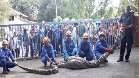 Trăn 'khủng' dài 6m nuốt chửng dê ở Malaysia