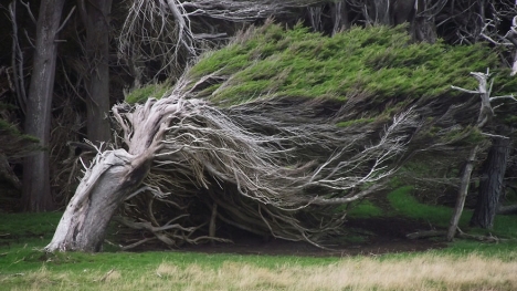 Loài cây có hình dáng đặc biệt chỉ mọc duy nhất ở một nơi trên Trái đất