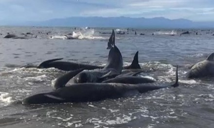 Nỗ lực cứu 416 cá voi dạt bờ biển New Zealand trong tuyệt vọng