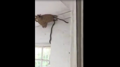 Clip cặp rắn độc phối hợp đột nhập tổ chim 