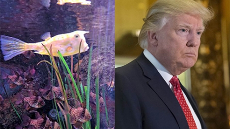Con cá cảnh bất ngờ nổi tiếng vì quá giống Trump