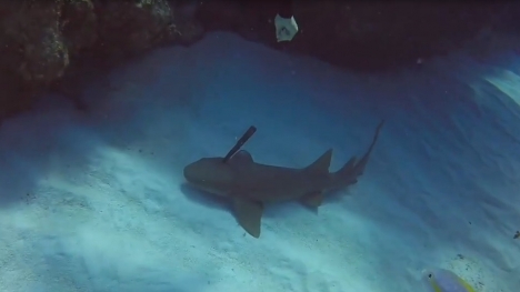 Video: Cá mập được giải cứu sau khi bị dao găm trên đầu