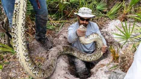 Cận cảnh trăn Miến Điện khổng lồ ở Florida