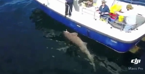 Video: Cá mập quái vật nặng gần 7 tạ cắn câu ngư dân