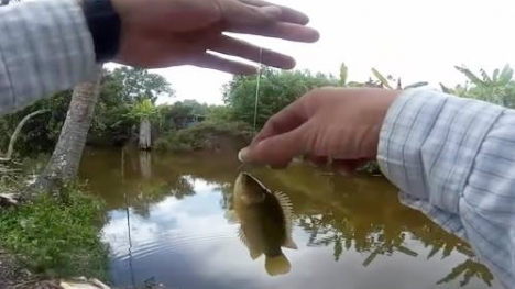 Video: 'Cao thủ' câu hàng trăm cá rô bằng dế ở Cà Mau