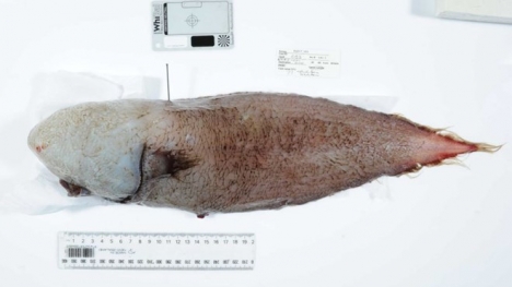 Phát hiện 'cá không mặt' dưới đáy biển Australia