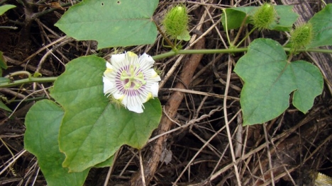 Tác dụng của cây lạc tiên chữa mất ngủ kéo dài bạn nên biết