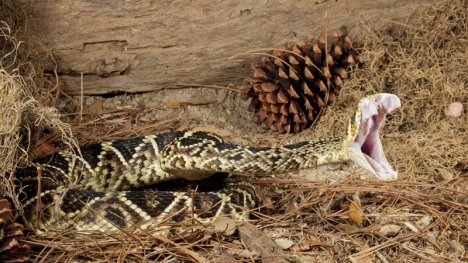 Người đàn ông quyết chiến với rắn cực độc và cái kết