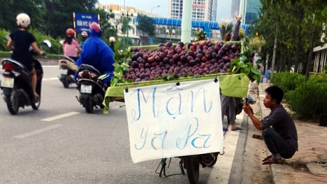 Mận 'khủng' to như nắm tay nguồn gốc Trung Quốc đội lốt mận Sapa bán tràn lan trên đường phố Hà Nội