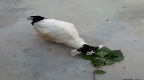 Bất ngờ với dê đột biến chỉ có hai chân sau đi như người