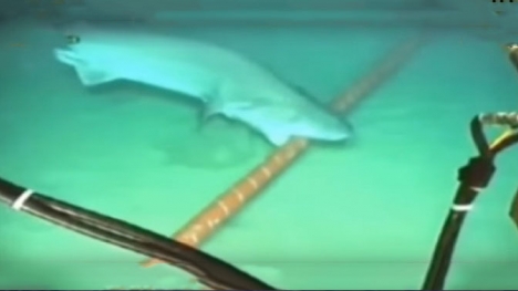 Cận cảnh cá mập cắn cáp quang dưới đáy biển 