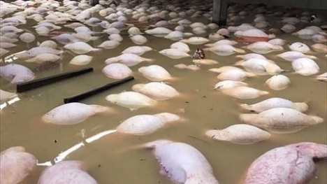 Xót xa cảnh gần 4.000 con lợn chết trắng vì ngập lụt