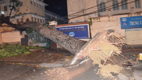 Cây cổ thụ bất ngờ bật gốc đè nát tường trường Đại học Sài Gòn