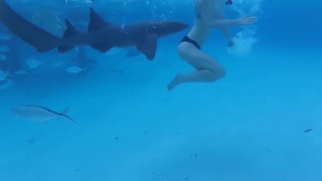 Vô tư chụp ảnh giữa đàn cá mập, cô gái phải nhận 'kết đắng'