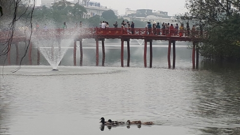 Đàn vịt trời 5 con xuất hiện ở hồ Gươm: Chưa rõ từ đâu xuất hiện và ai thả