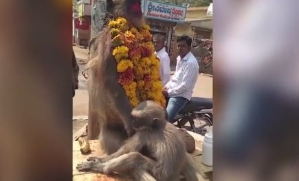 Xúc động khoảnh khắc khỉ con ôm chặt xác mẹ qua đời vì điện giật
