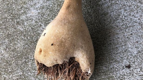 Nhặt được vật trông như rễ cây, 3 tuần sau hiện tượng lạ xuất hiện khiến cả nhà phát hoảng