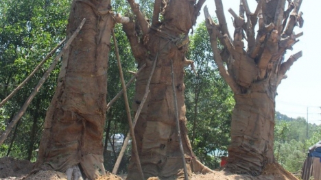 Phó Thủ tướng kiến nghị cấp phép vận chuyển 3 cây 'quái thú' trước 15/6