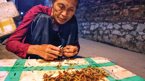 Dân Hà Nội vặt cánh châu chấu mùa World Cup: Thiếu hàng 'xuất khẩu' về các quán nhậu!