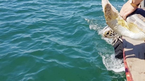 Hà Tĩnh: Thả rùa quý hiếm nặng gần 40kg có nguy cơ tuyệt chủng về biển