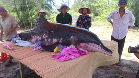 Cá voi nặng 2 tạ dạt vào bờ biển Quảng Nam