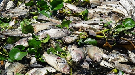 Gần 1 tấn cá chết nổi trắng hồ, người dân Đà Nẵng khổ sở vì mùi hôi
