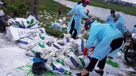 Hơn 10 nghìn con gia cầm nhiễm vi rút, dịch cúm cực độc tái phát tại Hải Phòng