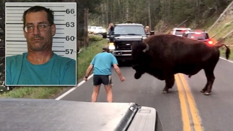 Quấy rối bò rừng ở công viên quốc gia, người đàn ông Mỹ đối mặt với án tù