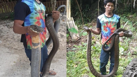 24h qua ảnh: Người dân bắt được rắn hổ mang khổng lồ ở Thái Lan