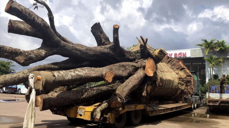 Hé lộ chủ nhân cây 'quái thú' vừa bị CSGT Bình Định tạm giữ