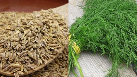 Cây thì là: Loại rau rẻ tiền giàu dinh dưỡng, thảo dược quý trị nhiều bệnh