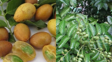 Cây quất hồng bì: Vị thuốc Đông y với công dụng tuyệt vời