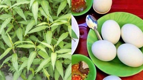 Rau răm: Tác dụng kháng viêm, hỗ trợ tiêu hóa cực tốt