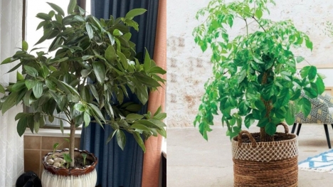 Đặt 2 loại cây này trong phòng khách giúp gia chủ hút tài lộc, hạnh phúc viên mãn