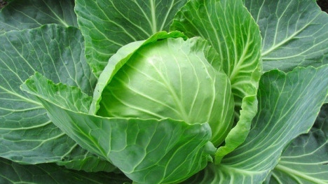 Bắp cải chuẩn bị vào mùa: Loại rau cực tốt này lại có 4 nhóm người nên hạn chế sử dụng