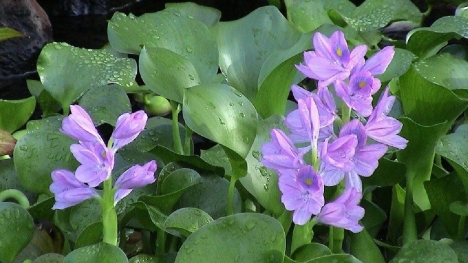 Loại rau dại mọc đầy ngoài bờ ao, bên Nhật xem là 'siêu thực phẩm' giá đắt lại khó mua 